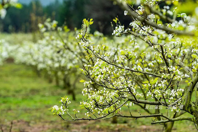 彩色油菜花的研究與開發推廣 彩色油菜花的研究與開發推廣