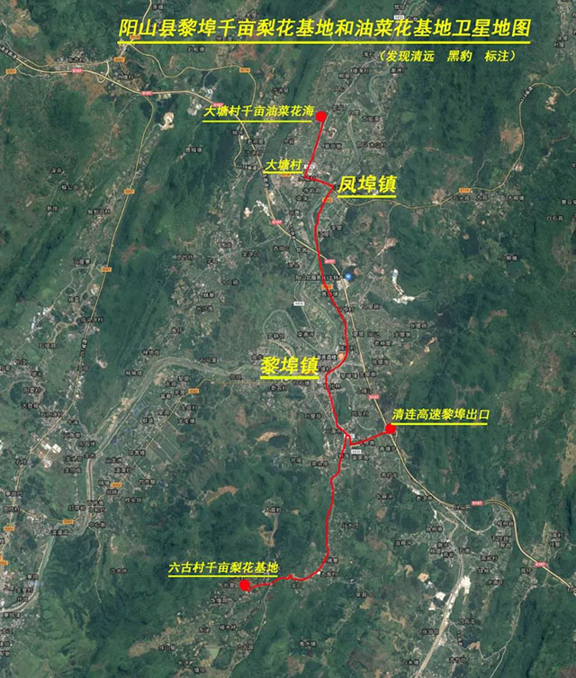 彩色油菜花的研究與開發推廣 彩色油菜花的研究與開發推廣