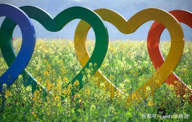 彩色油菜花的研究與開發推廣 彩色油菜花的研究與開發推廣