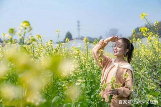 彩色油菜花的研究與開發推廣 彩色油菜花的研究與開發推廣