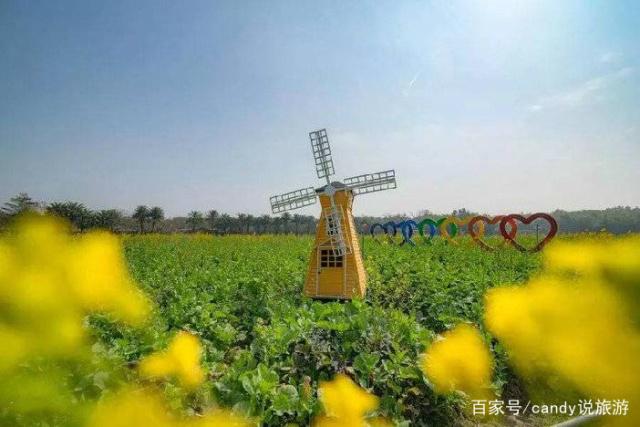 彩色油菜花的研究與開發推廣 彩色油菜花的研究與開發推廣