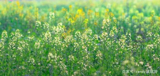 彩色油菜花的研究與開發推廣 彩色油菜花的研究與開發推廣