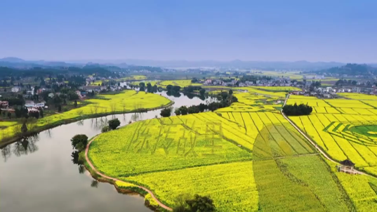 彩色油菜花的研究與開發(fā)推廣