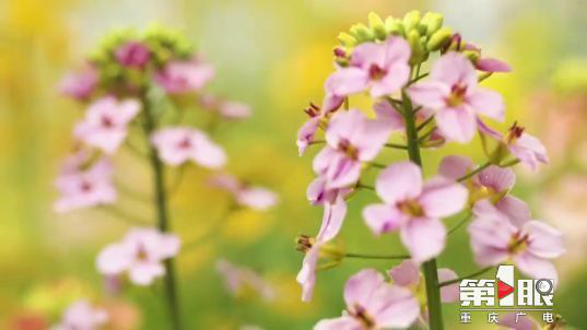 彩色油菜花的研究與開發(fā)推廣