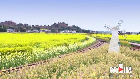 彩色油菜花的研究與開發(fā)推廣