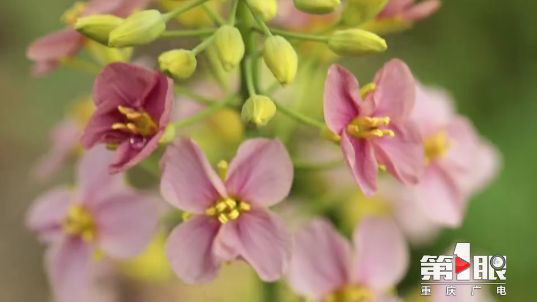 彩色油菜花的研究與開發(fā)推廣