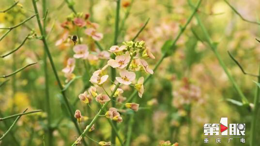 彩色油菜花的研究與開發(fā)推廣