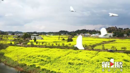彩色油菜花的研究與開發(fā)推廣