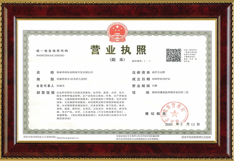 彩色油菜花的研究與開發(fā)推廣