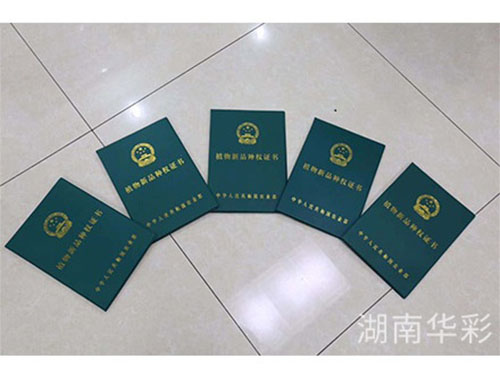彩色油菜花的研究與開發(fā)推廣