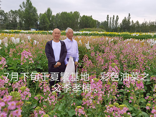 彩色油菜花的研究與開發推廣