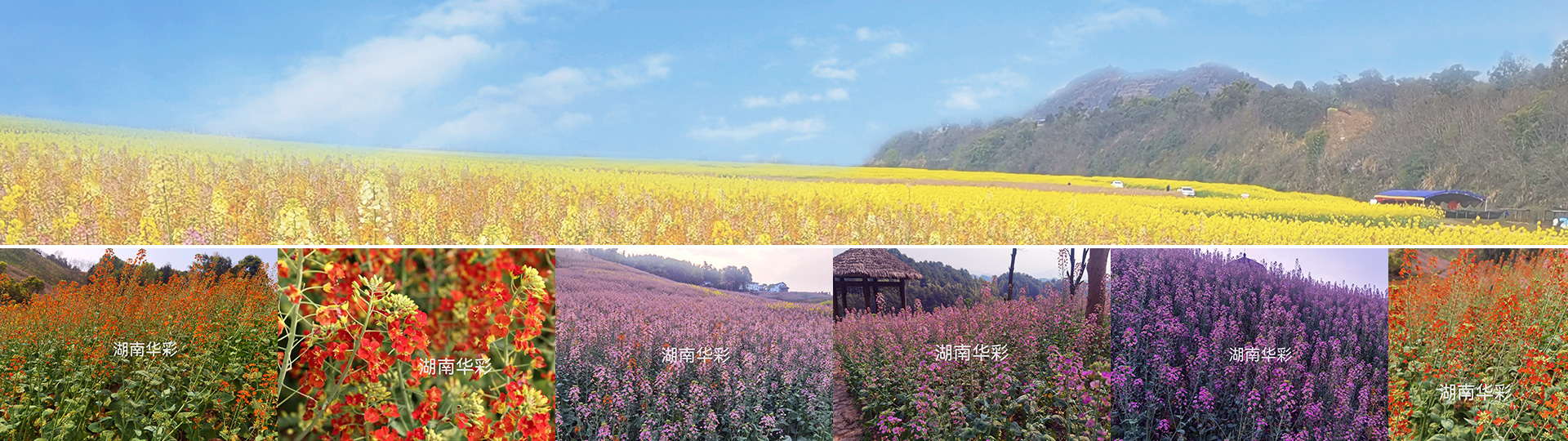彩色油菜花的研究與開(kāi)發(fā)推廣