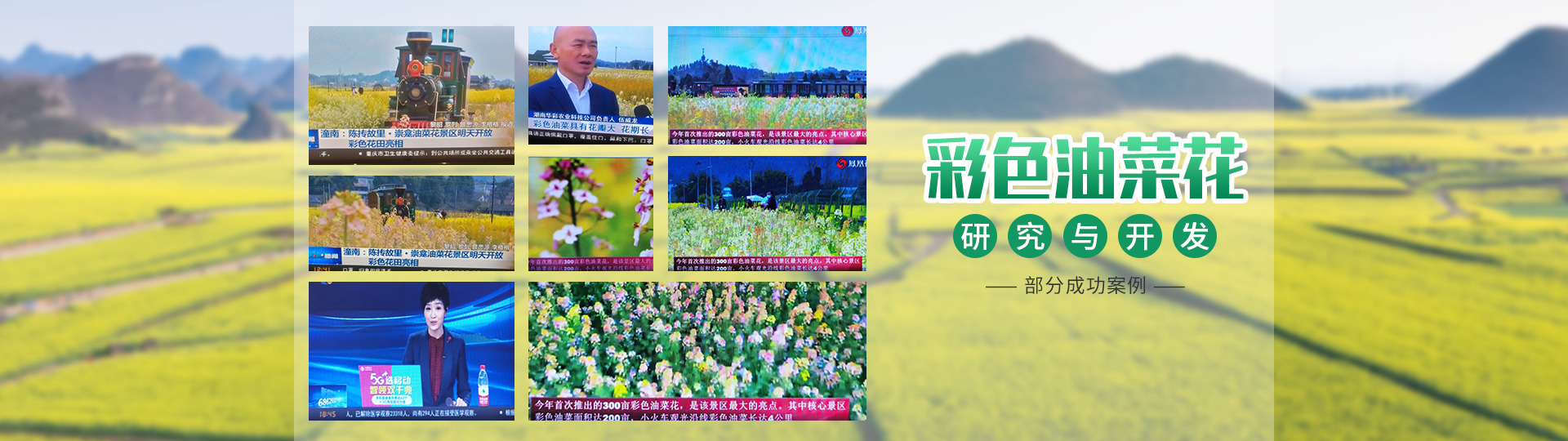 彩色油菜花的研究與開(kāi)發(fā)推廣