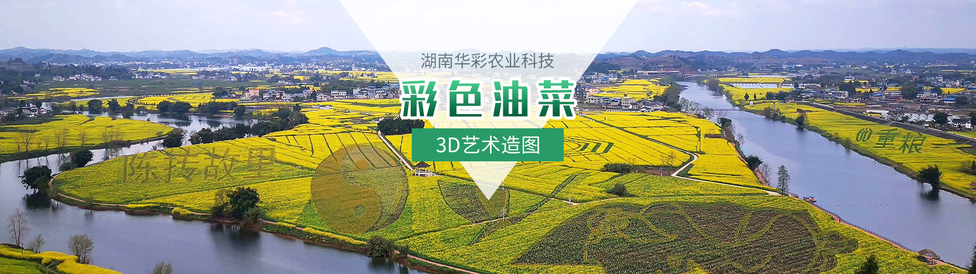 彩色油菜花的研究與開(kāi)發(fā)推廣