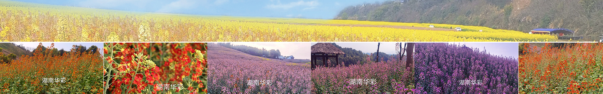 彩色油菜花的研究與開發推廣