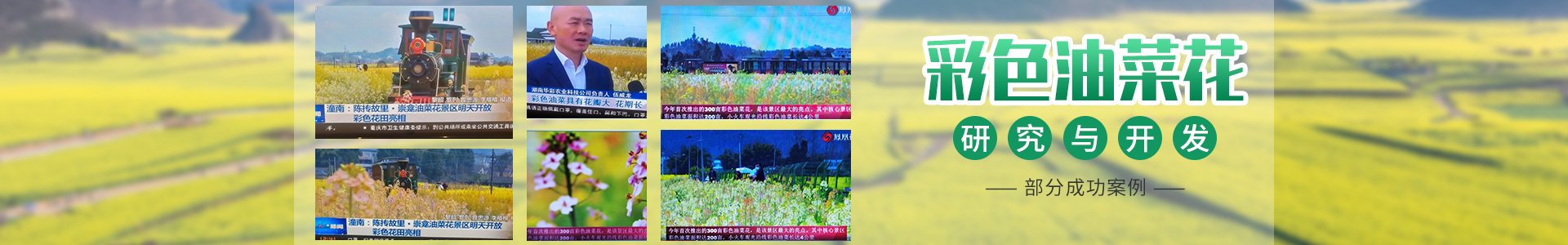 彩色油菜花的研究與開發推廣
