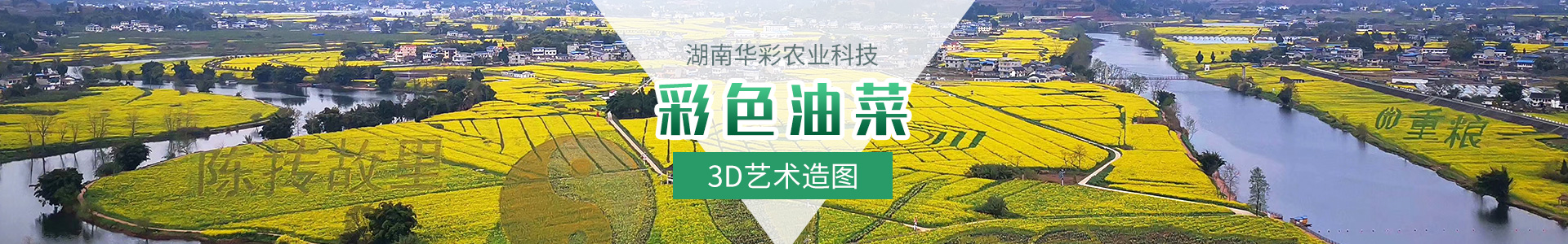 彩色油菜花的研究與開發推廣